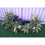 LS116